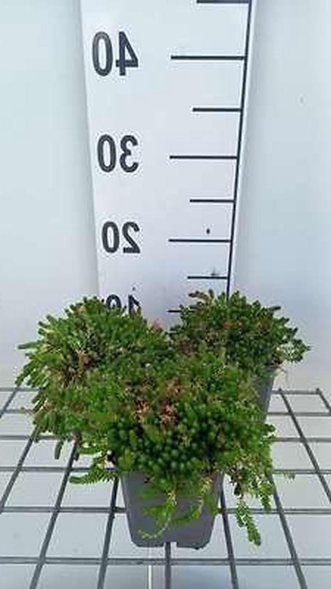 Sedum acre Aureum - Goudgele vetplant - Rotstuin aanleggen - Sappige goudgele bladeren - 6 stuks - Goudgeel