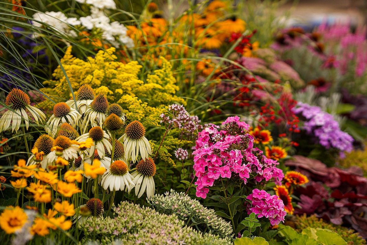 SnelShoppen - Solid mix voor de boerderij, diverse sterke planten in 12 cm pot (6 planten per pot) voor kleurrijke tuin, balkon en terras