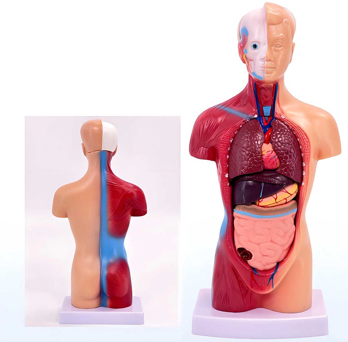 Anatomisch model van het menselijk lichaam – Menselijke organen – Menselijk model – Anatomie van de romp – 28 cm – Leermiddel – Medisch leermiddel – Anatomisch skeletmodel – Geschikt voor wetenschapsonderwijs