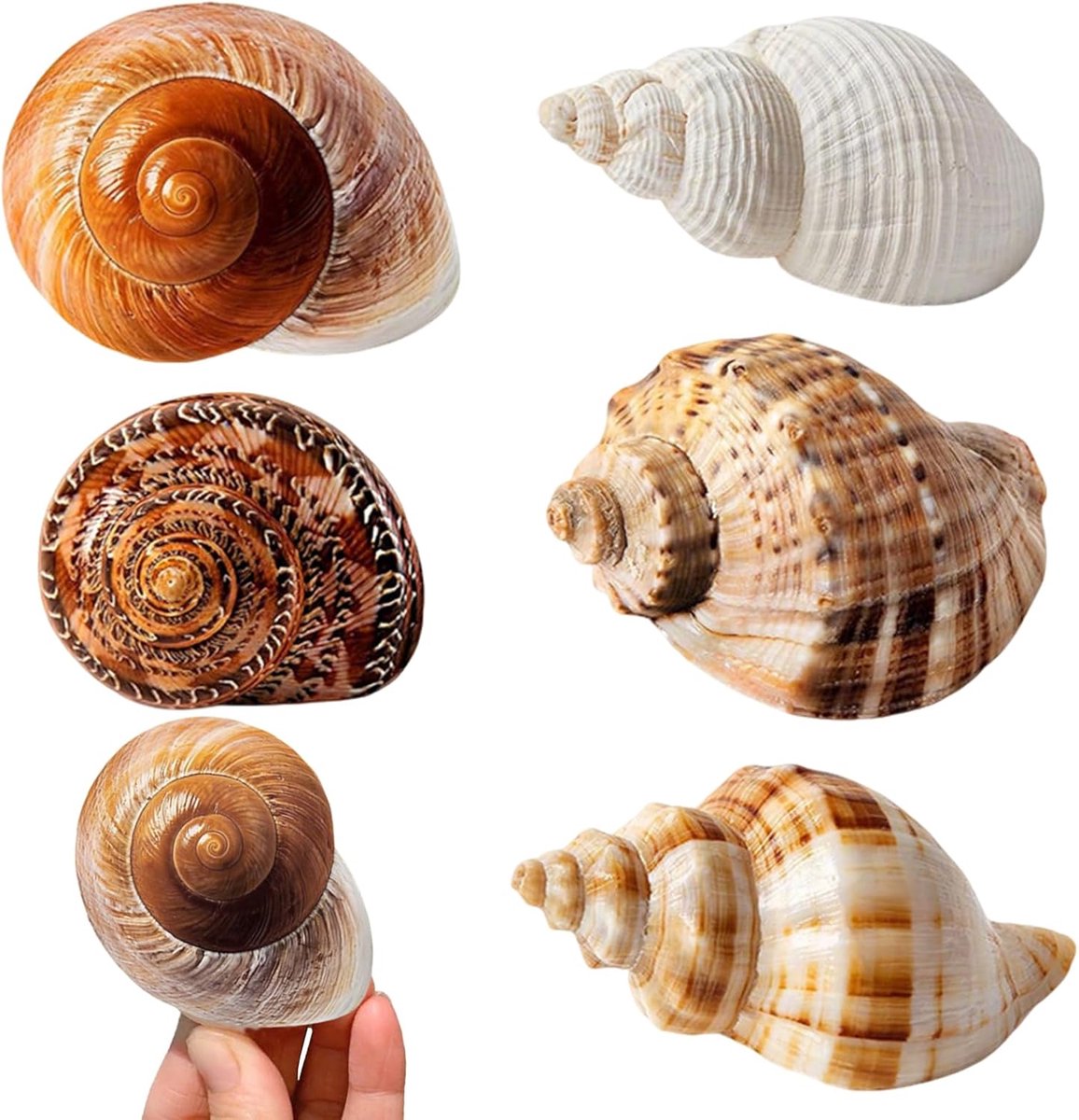 Schelpenset 6 stuks - gemengde schelpen - diverse maten - ideaal voor decoratie en kaarsen maken - SnelShoppen