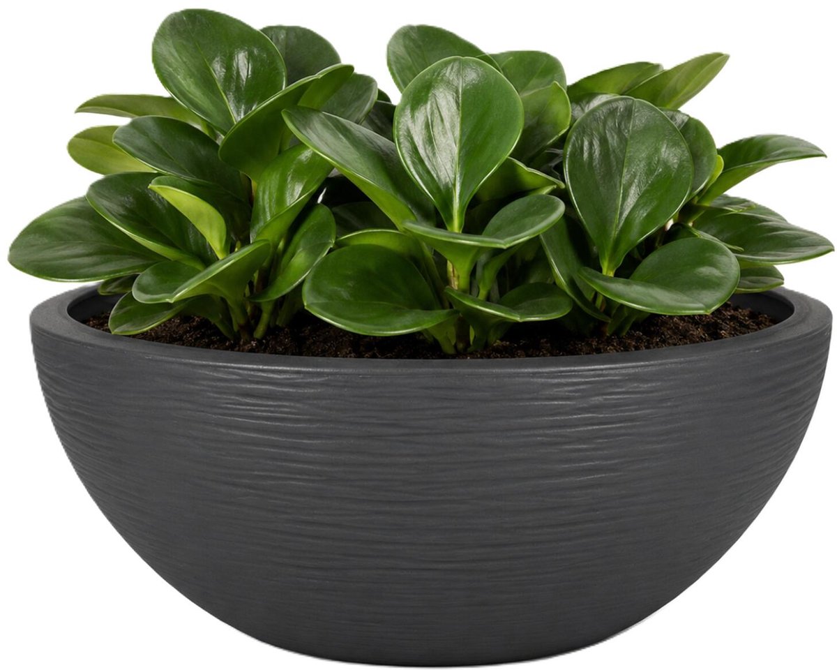 EDA Bloempot / plantenpot schaal Graphit - rond - kunststof - antraciet - D30 x H12 cm