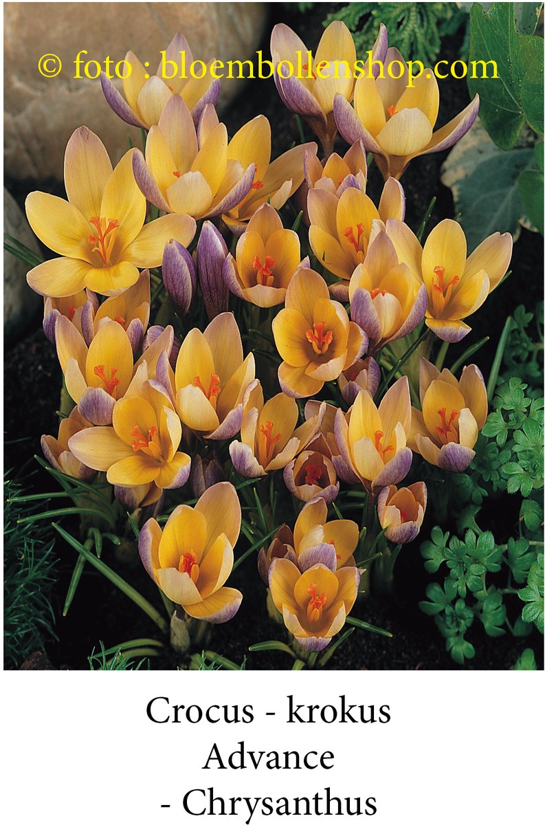 50 Bollen Crocus Botanisch Advance maat 6/+