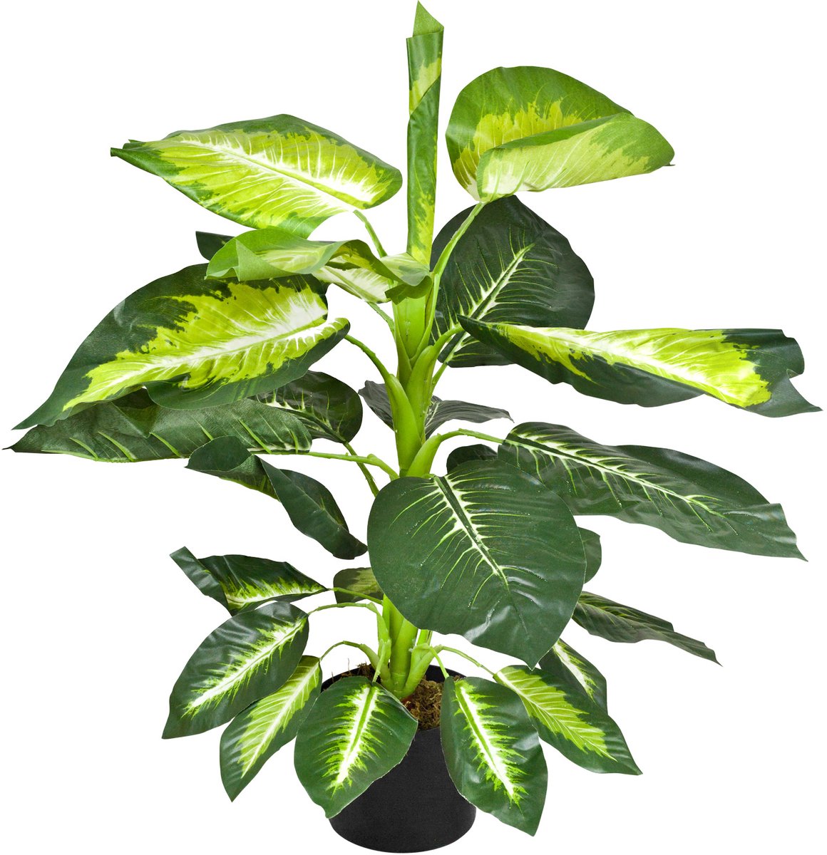 Decovego Kunstmatige Dieffenbachia, 75 cm Kunstplant voor Woonkamer & Kantoor, Levensechte Decoratie, Onderhoudsvriendelijk & Allergievriendelijk