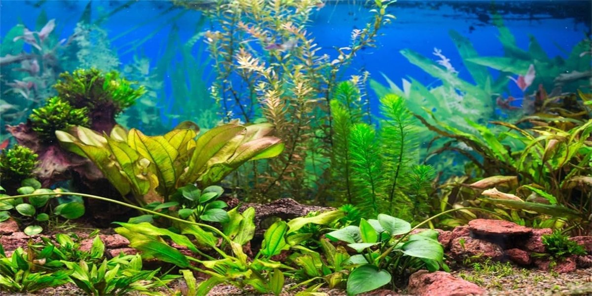 76x46cm Aquarium Achtergrond Aquatische Plant Rivierbed & Meervis Tank Poster Achtergrond Vinyl Achtergrond