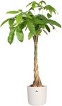 Pachira aquatica tressé dans un cache-pot blanc Elho.