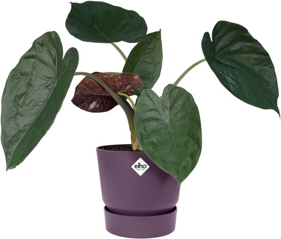 Donkergroene Alocasia plant met rode bladeren, in een paarse Elho pot.