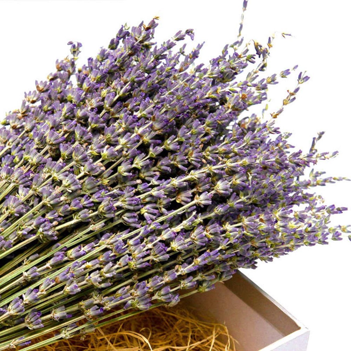 Dailygoods - 100 Stammen Natuurlijke Gedroogde Lavendel Bundels - Decoratief en Geurig