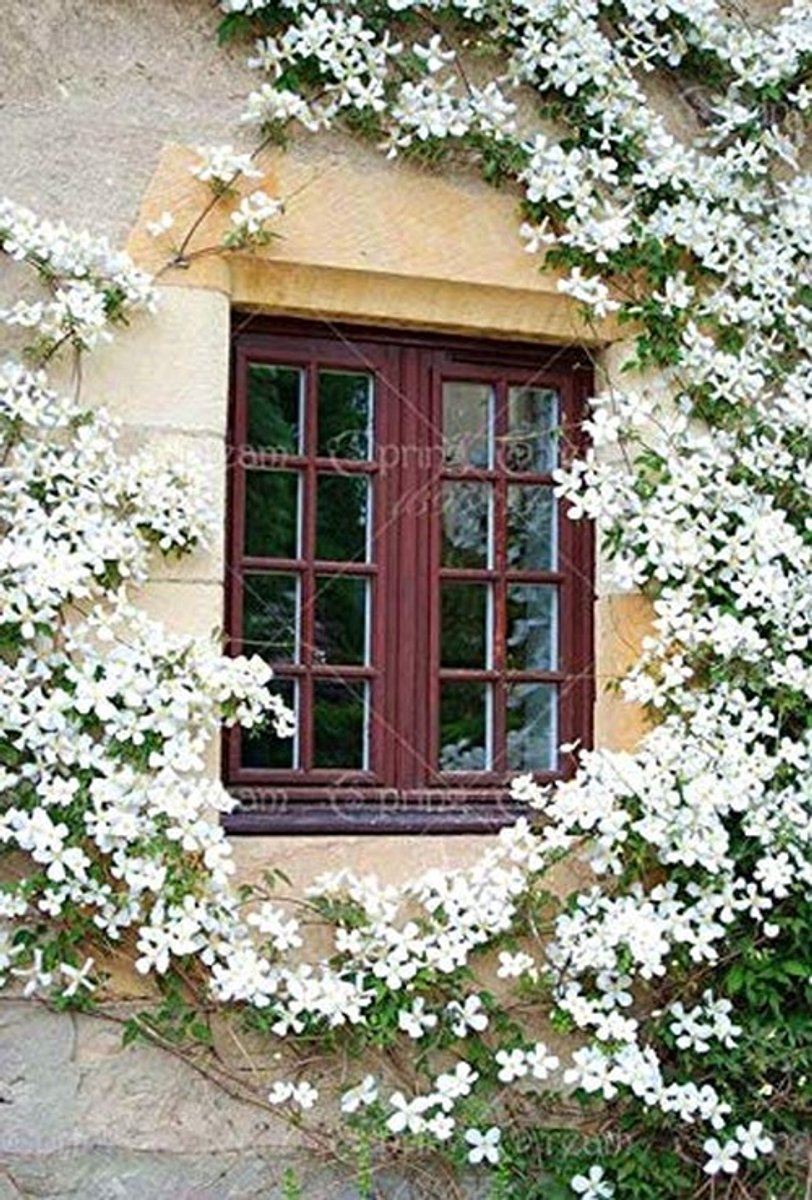 Elzusha - 50 Stuks Zeldzame Klimmende Jasmijn Zaden - Geurende Witte Bloemen