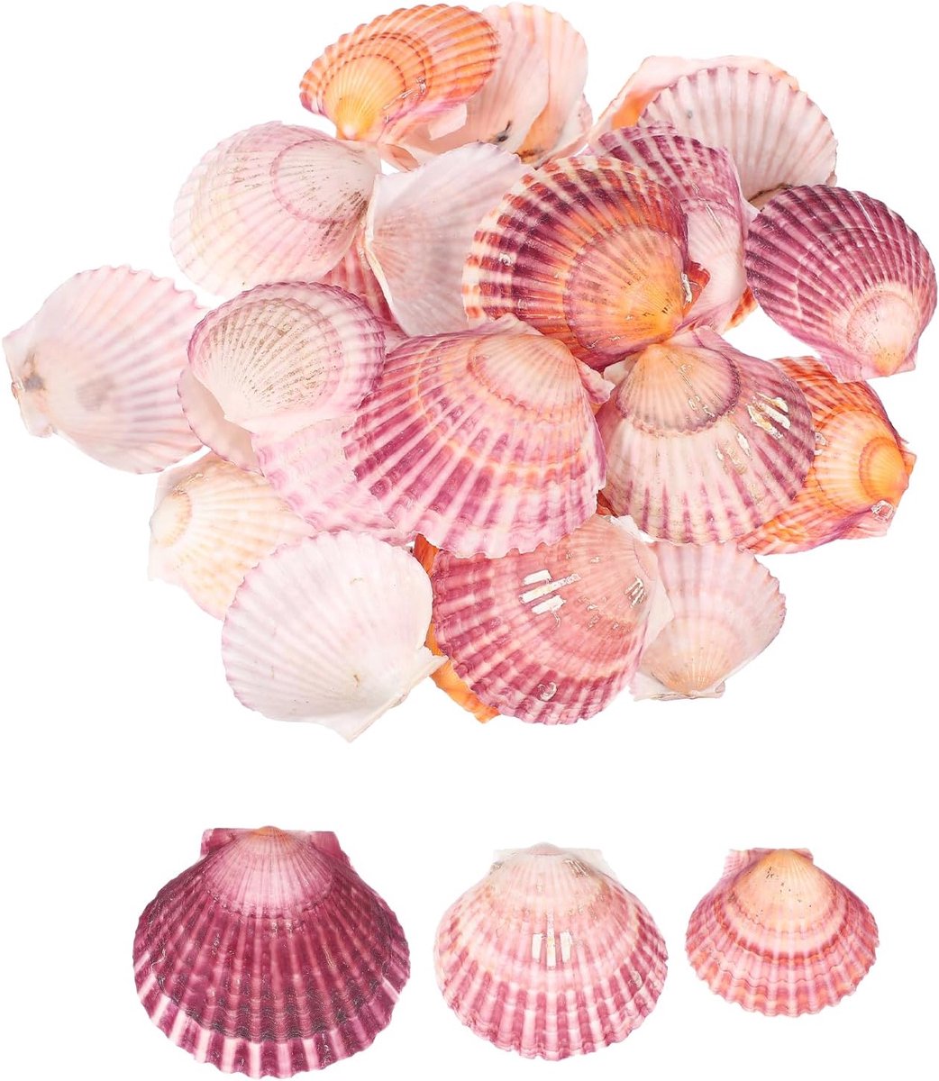 30 stuks schelpen, 4,1 - 5,1 cm, natuurlijke schelpen, groothandel voor schilderen, doe-het-zelf, aquarium, landschap, feest, met strandthema, bruiloften en woondecoratie, paars