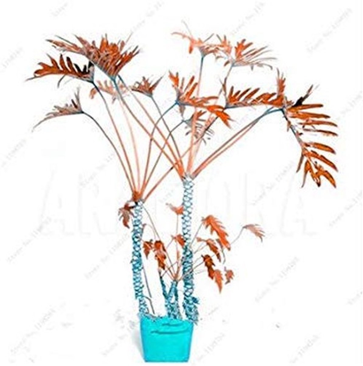Elzusha - Set van 50 Iris Zaden voor Prachtige Bloemen