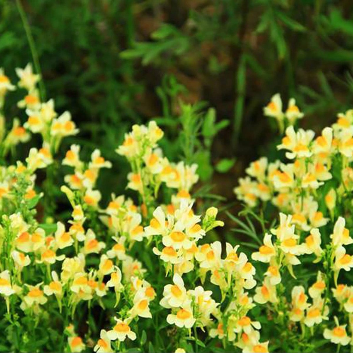 Elzusha - 100 Zaden van Diverse Natuurlijke Bloemen voor de Tuin