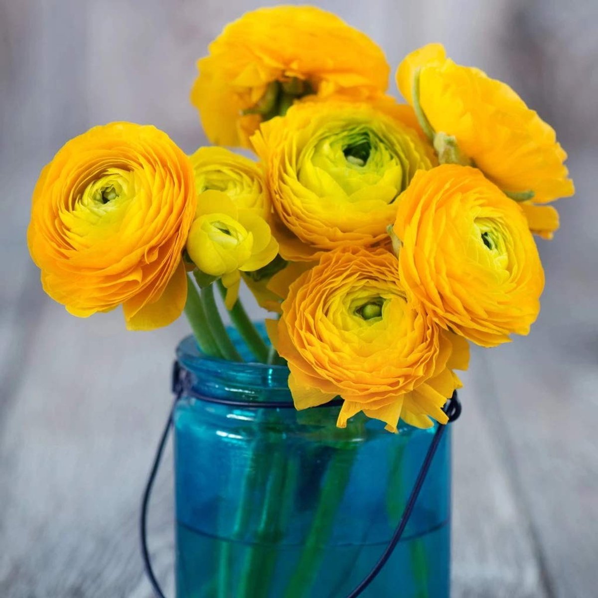 Elzusha - Set van 10 Kleurrijke Ranunculus Bulben