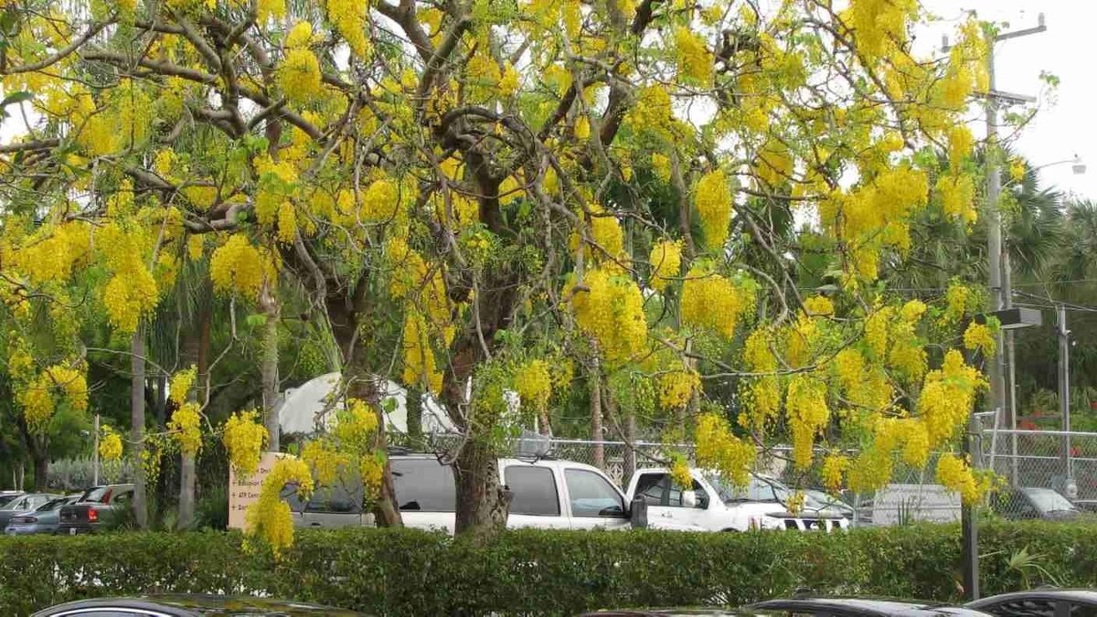 Elzusha - Zaden van Cassia Fistola - Golden Shower