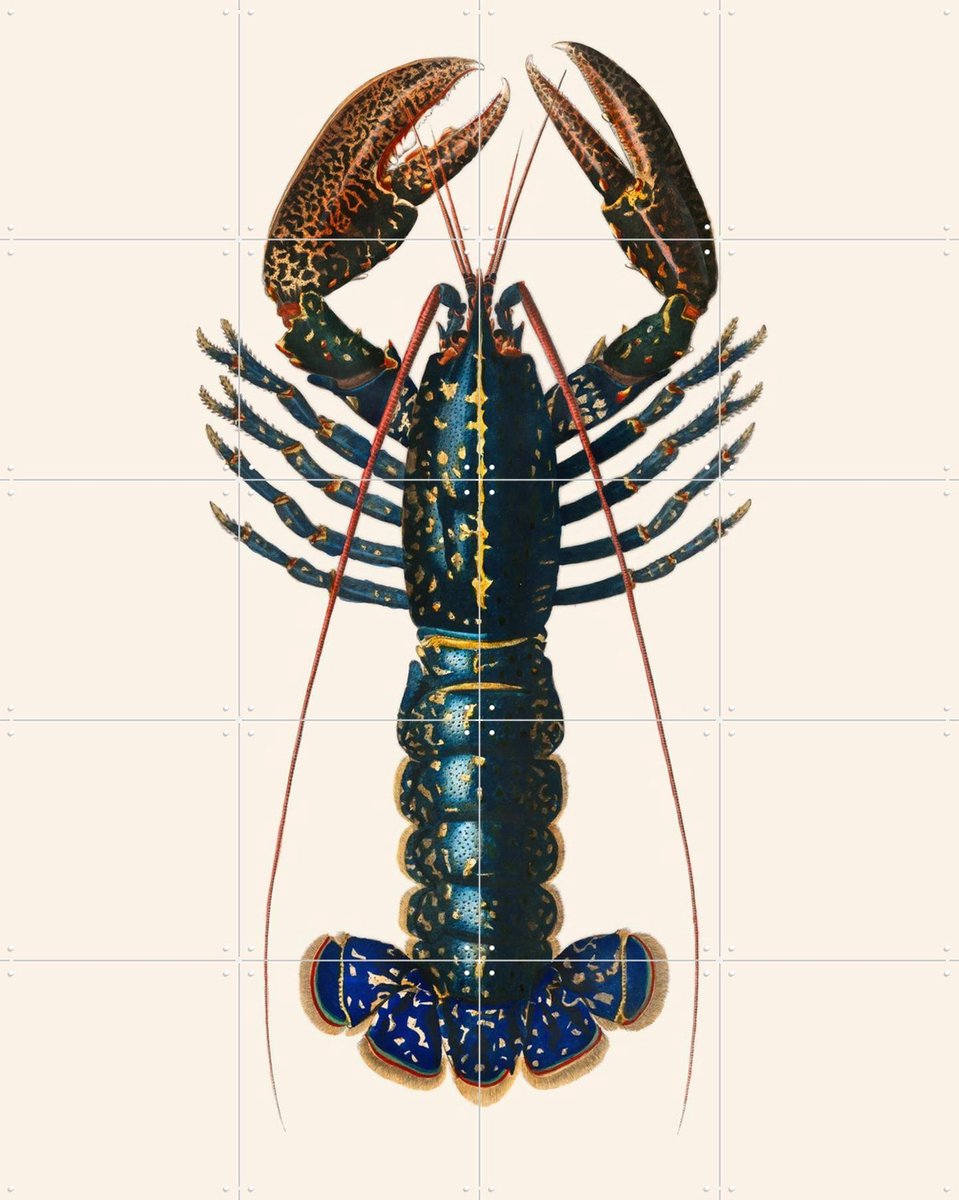 IXXI Homard, Aster Edition - 80 x 100 cm - Gratis ophangtool - Grote wanddecoratie en posters Strandhuis, Woonkamer, Zeevruchten, Zeeleven, Dieren