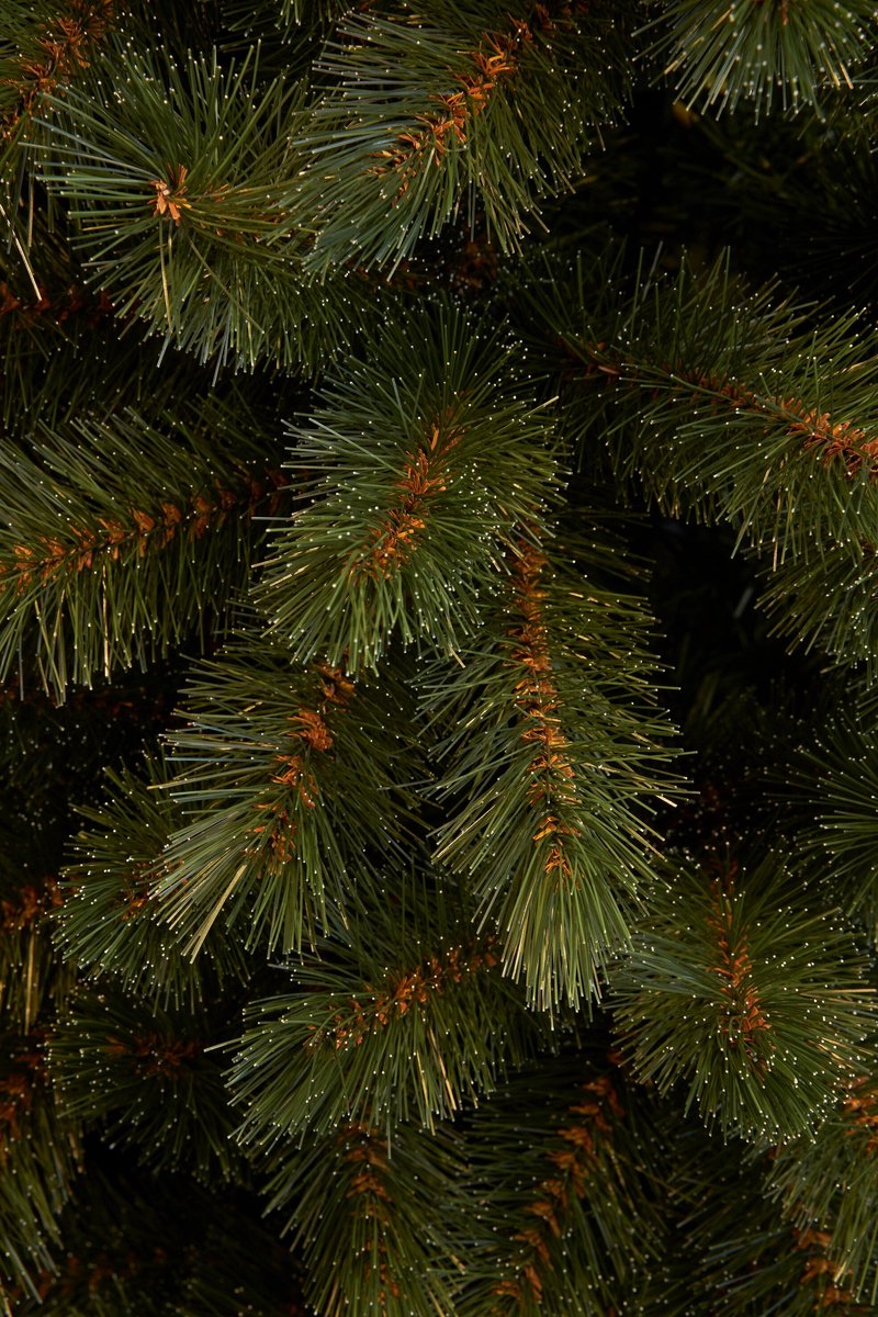 Triumph Tree Bristlecone Fir Pilar - Smalle Kerstboom voor Kleine Ruimtes - Kerstversiering met Volle Uitstraling - Kunstboom met 752 Dennentakken - H230 x Ø94 cm - Groen – foto 5