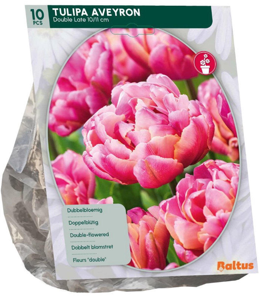 Tulipa Aveyron 10 stuks bloembollen Baltus