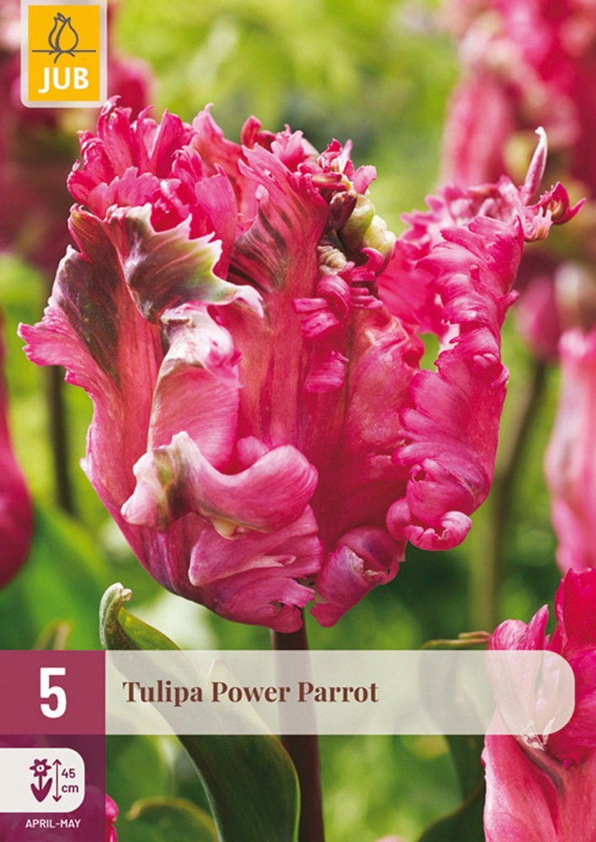 Tulipa power parrot bloembol JUB 5 stuks