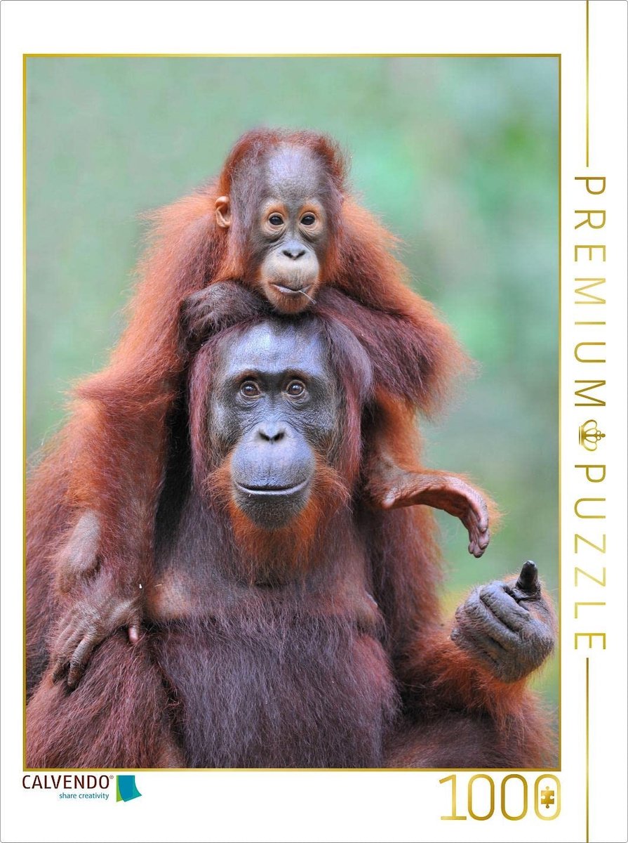 Puzzel van 1000 stukjes - Orang Oetans uit Borneo