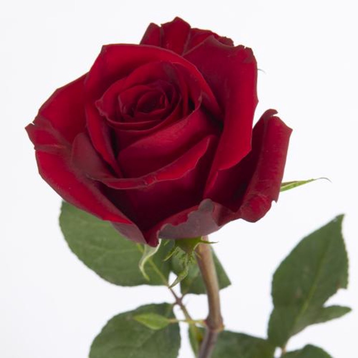 20x Rosa ever red 70cm