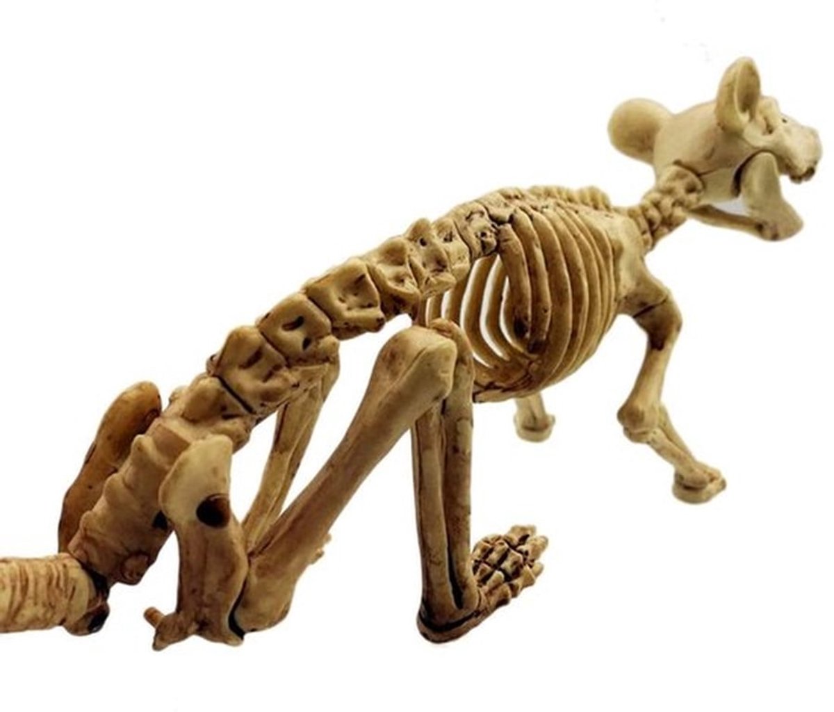 Halloween verschrikkelijke dieren - Halloween decoratie - Angstaanjagend - Muis skelet - Perfect voor Halloween - Decoratief item - Gesch...