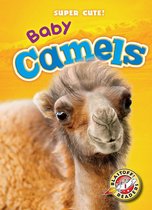 Super Cute! - Baby Camels