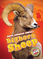 North American Animals - Bighorn Sheep