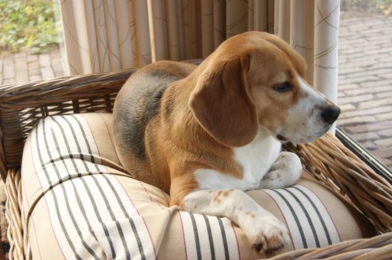 Coussin Dog's Companion Dog - XS - 55 x 45 cm - Rayure champêtre