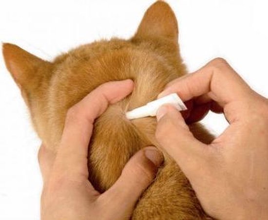 Beaphar Fiprotec Kat - Vlooienbestrijding -  >1 kg -  4 Pipetten