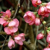 Chaenomeles Superba 'Pink Lady' - Dwergkwee - 30-40 cm in pot: Sierstruik met roze bloemen in het voorjaar en sierlijke vruchten in de herfst.
