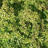 6 x Thymus Citriodorus 'Bertram Anderson' - Citroentijm pot 9x9cm, aromatisch en sierlijk