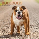 Bulldogs Kalender 2019