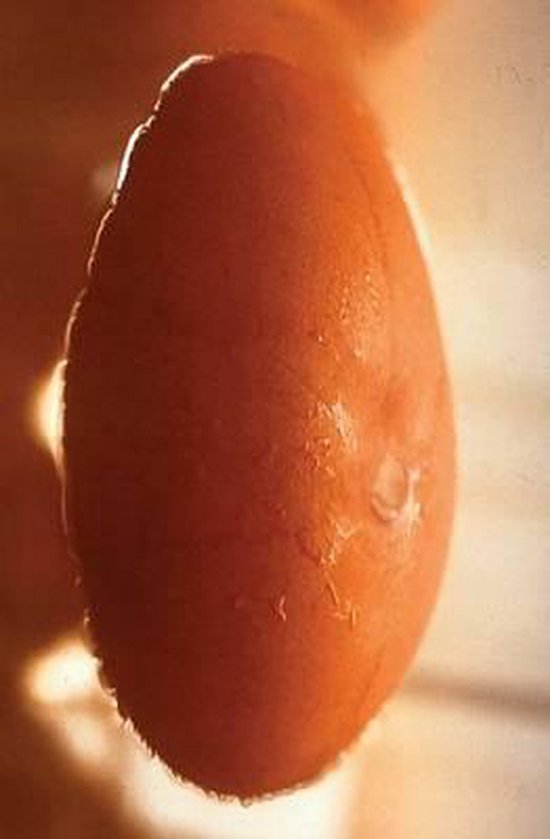 Gabriel Orozco - cover