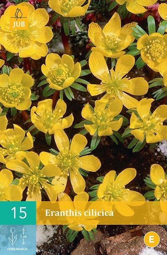 Winterakoniet - Eranthis - Eerste zonnestralen in het gras - Bloembollen - 5 stuks – Garden Seeds Market | Gratis verzending