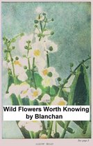 Wild Flowers Worth Knowing, Illustrated