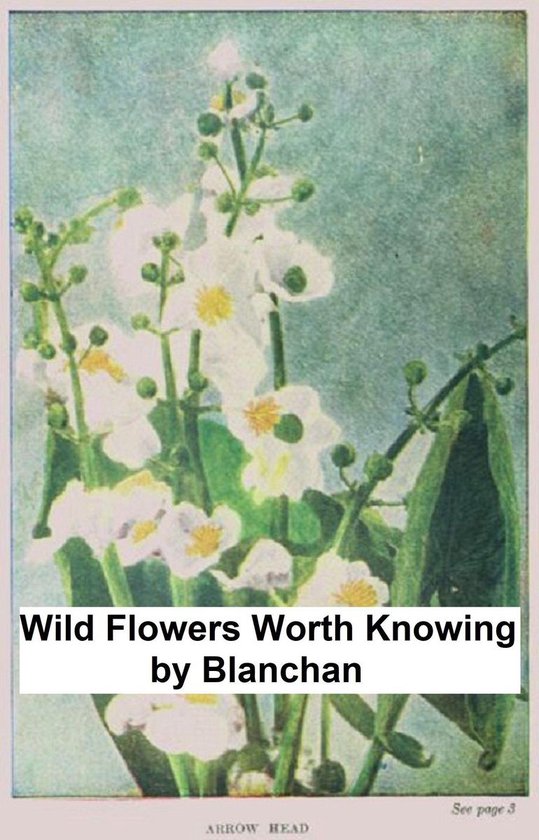 Wild Flowers Worth Knowing, Illustrated - cover