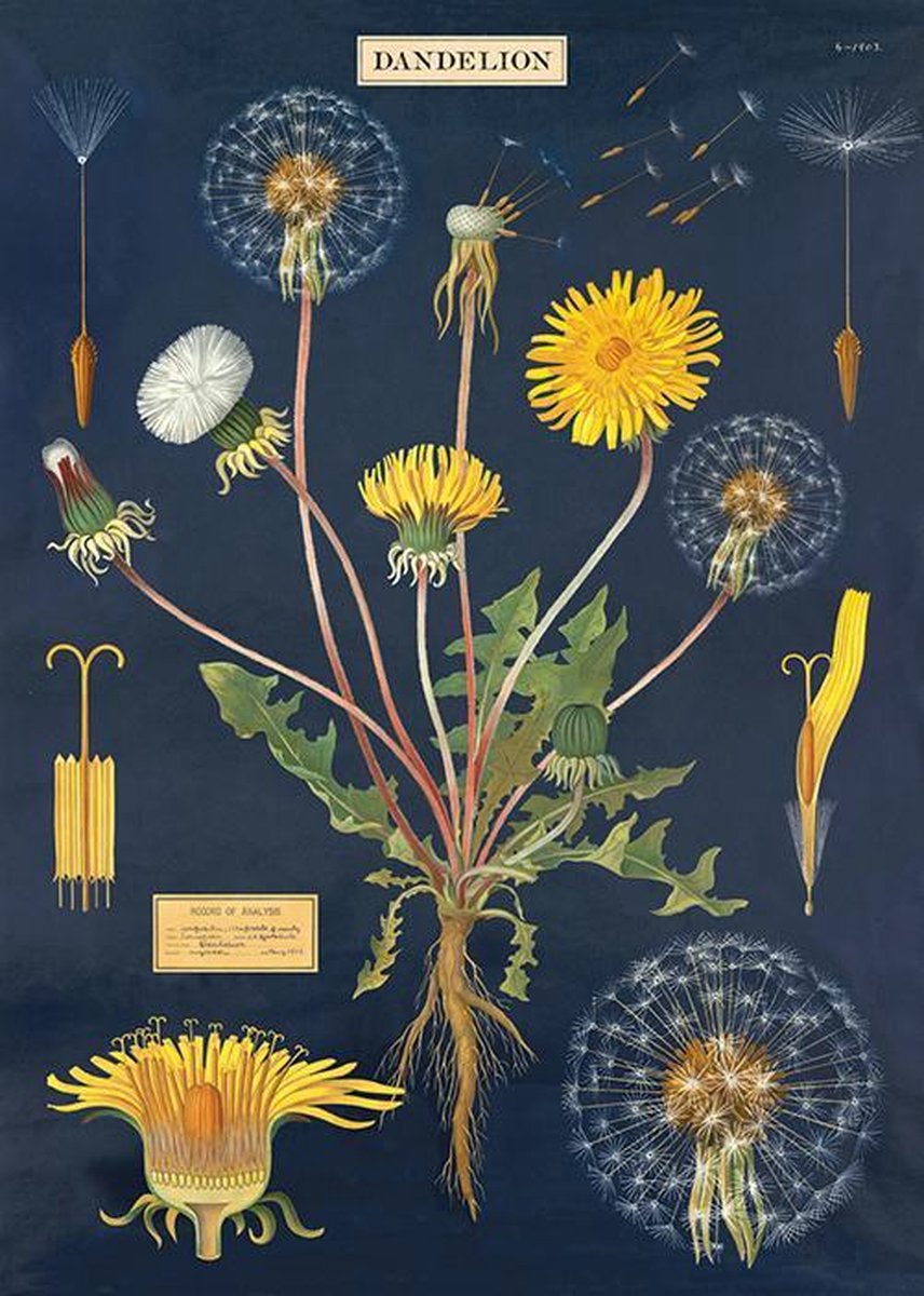 Cavallini & Co Poster Paardenbloem - Cavallini & Co - Schoolplaat Multi Color