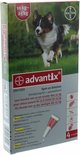 Australische Herder in de lucht op gras. Doos voor Advantix spot-on oplossing voor honden van 10-25 kg.