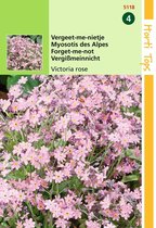 2 stuks Hortitops Myosotis Alpestris Victoria Rose