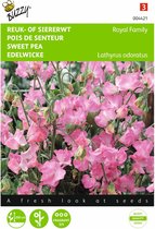 2 stuks Lathyrus, Reuk- of siererwt Royal Family roze
