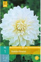 X 1 DAHLIA FLEUREL I