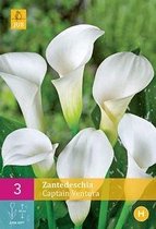 X   1 ZANTEDESCHIA CAPTAIN VENTURA 14/16