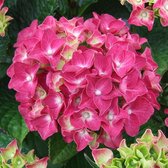 Hydrangea Macrophylla Red - Rode hortensia - ↑ 25-35cm - Ø23cm