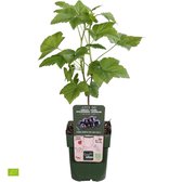 Ribes Titania - Biologische zwarte Aalbes - Set van 2 Bio fruitheesters - ↑ 30-60cm - Ø 12cm