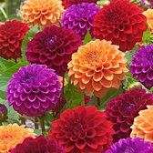 3x Dahlia 'Orgiami Honey' - Dahlia bloemen - Prachtige bloemen - Oranje Rood Paars Roze - Zomerbloeiers - 3 bloembollen