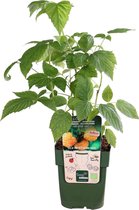 2x Rubus 'Autumn Amber' - Gele Framboosstruik - Biologisch - Set van 2 - ↑ 30-60cm - Ø 12cm