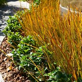 Carex 'Prairie Fire' - Zegge groen-bruin - Set van 2 - ↑ 30-40cm - Ø 14cm