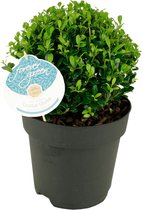 3x Ilex Crenata 'Luxus Globe' - Japanse Hulst - Set van 3 - ↑ 8-15cm - Ø 11cm