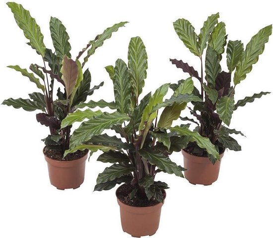Choice of Green - Calathea rufibarba - set 3 stuks - Kamerplant in kwekers pot ⌀12 cm - Hoogte ↕32 cm