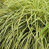 Carex 'Evergold' - Zegge geel-groen - Set van 2 - ↑ 30-60cm - Ø 13cm