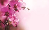 Fotobehang Vlies | Orchidee, Bloem | Roze | 368x254cm (bxh)